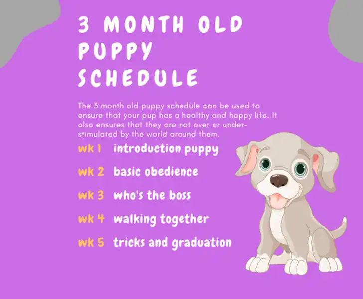 best-3-month-old-puppy-schedule-sleep-grooming-feeding-exercise-and-health-care-sample